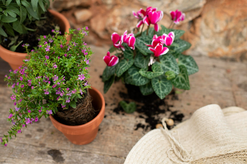 Mini Jardin